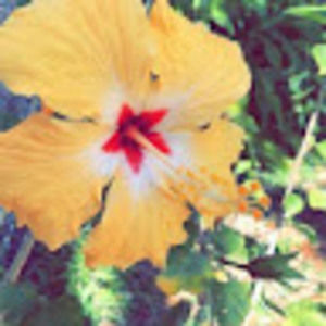 Meet your Posher, Cadence